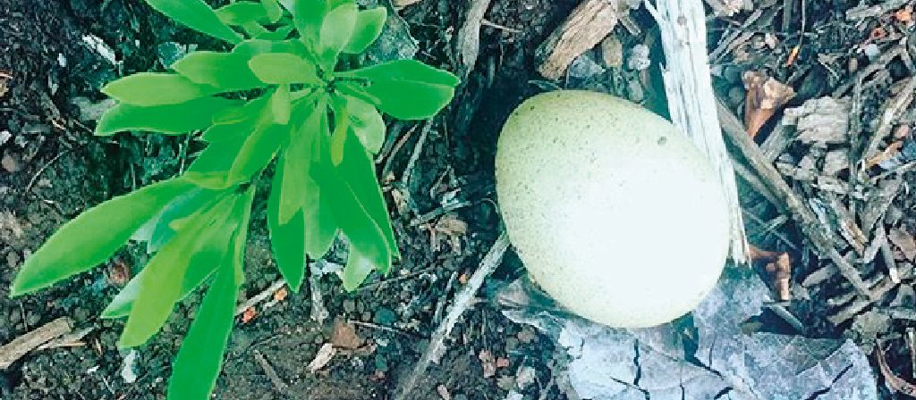 Cartel del evento «Refugio/Acerina Amador»